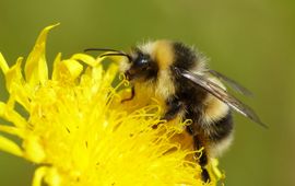 Veldhommel mannetje