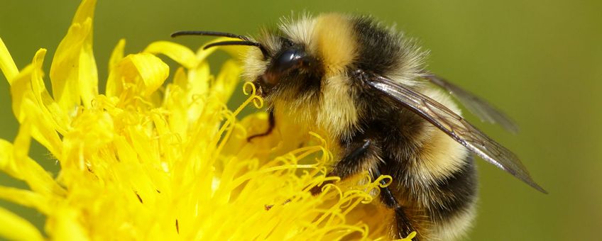 Veldhommel mannetje