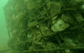 Waardenburg Ecology oesterkorf met veel jonge, levende oesters (ARK)