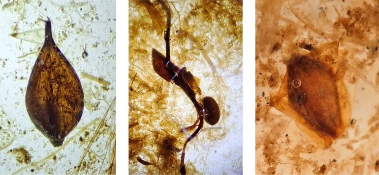 Macroresten uit de veenkern op het eiland van het Bleeke Meer, gefotografeerd door het binoculair. Zeggezaadje (links), takje en blaadje van veenbes en zaadje van veenbloembies (midden) en berkenzaadje (rechts). 