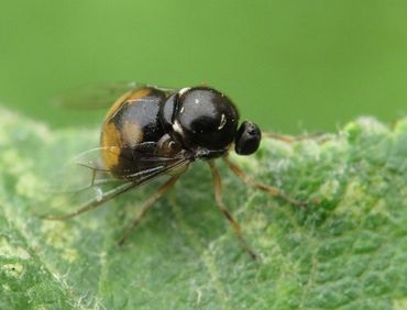 Kleine spinvlieg (Acrocera orbiculus) in de typische gebochelde houding