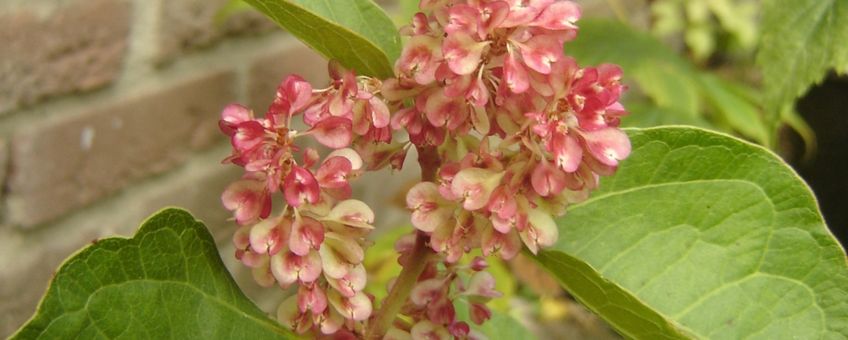 Vruchten van Japanse duizendknoop (var. compacta)