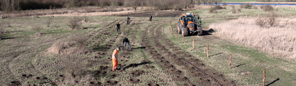 Het planten van nieuw bos in het Gat van Pinte
