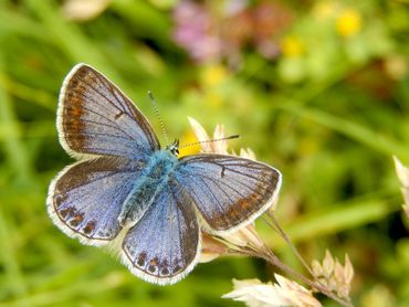 De meeste vrouwtjes van het icarusblauwtje zijn bruin, maar sommige hebben veel blauwe bestuiving