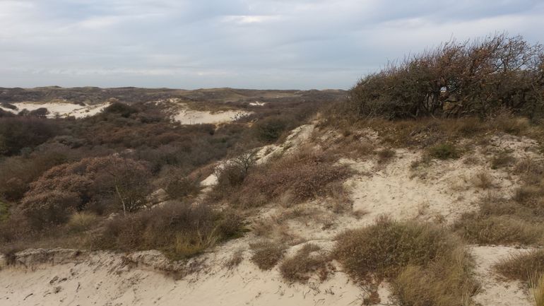 Plaatselijk open duinstruweel in het duingebied Meijendel, waar verruiging van Grijze duinen (H2130) als een probleem wordt ervaren. Door de natuurbeheerder wordt ingegrepen (omkappen van bomen en struiken) om verstuiving weer mogelijk te maken. Ook deze foto is gemaakt op 8 december 2016 tijdens het veldbezoek