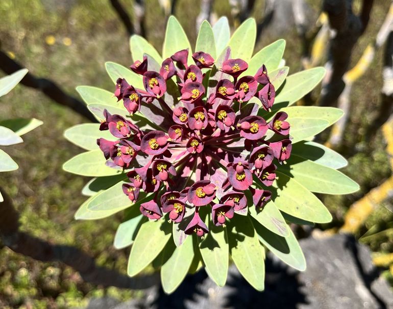 De tabaiba is een wolfsmelksoort van twee meter hoog. Op Tenerife groeit deze soort in het wild