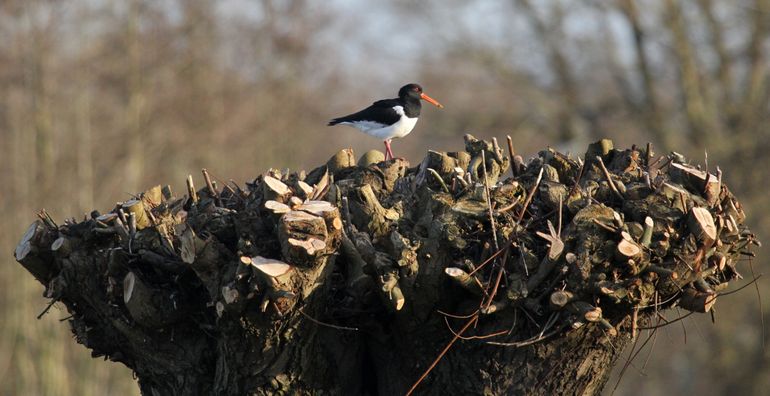 Scholekster op knotwilg