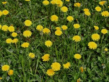 Paardenbloemen