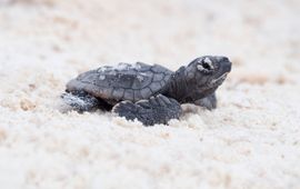 Pasgeboren zeeschildpad Bonaire