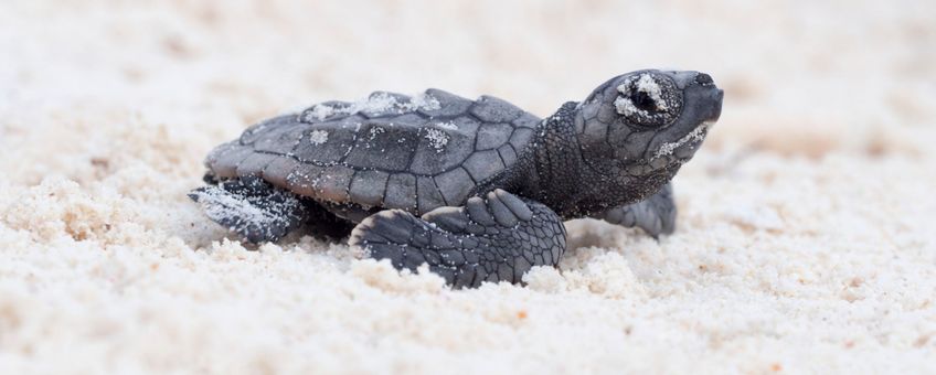 Pasgeboren zeeschildpad Bonaire