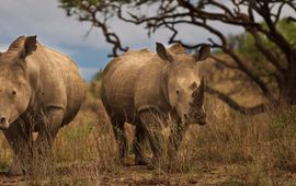 Twee witte neushoorns in Zuid-Afrika