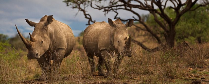 Twee witte neushoorns in Zuid-Afrika