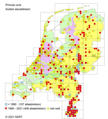 Verspreiding van de gulden sleutelbloem in Nederland