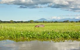 Een grazend nijlpaard bij de rivier de Shire, Liwonde National Park, Malawi.