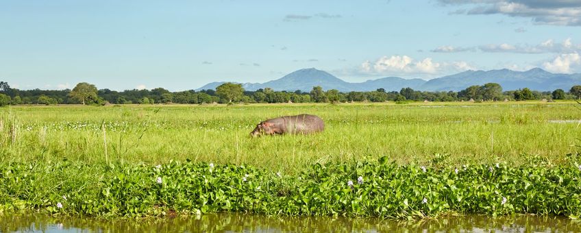 Een grazend nijlpaard bij de rivier de Shire, Liwonde National Park, Malawi.