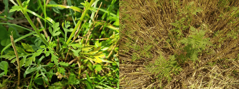 Links: Alsemambrosia groeit gemakkelijk uit na het maaien in een biologische akker in Brabant waardoor het toch tot zaadzetting kan komen. Rechts: Alsemambrosia staat verspreid in een biologische graanakker in Nederland; timing van oogst en maaiactiviteiten bepaalt of het succesvol zaad kan afzetten