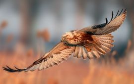 Wang Li Qiang, shutterstock, VOOR EENMALIG GEBRUIK Ruigpootbuizerd