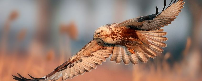 Ruigpootbuizerd