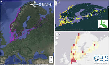 Gegevens van scholeksters die gezenderd zijn op Vlieland op Movebank (links) zijn overgezet naar GBIF (rechtsboven) en OBIS (rechtsonder)