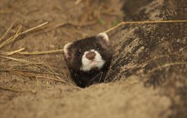 Mustela putorius. Bunzing