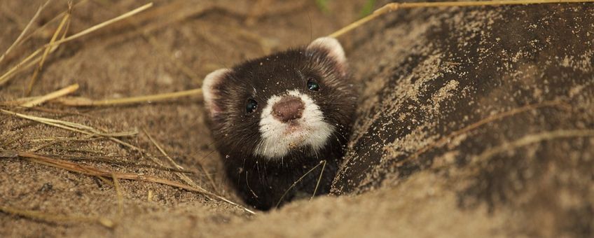 Mustela putorius. Bunzing