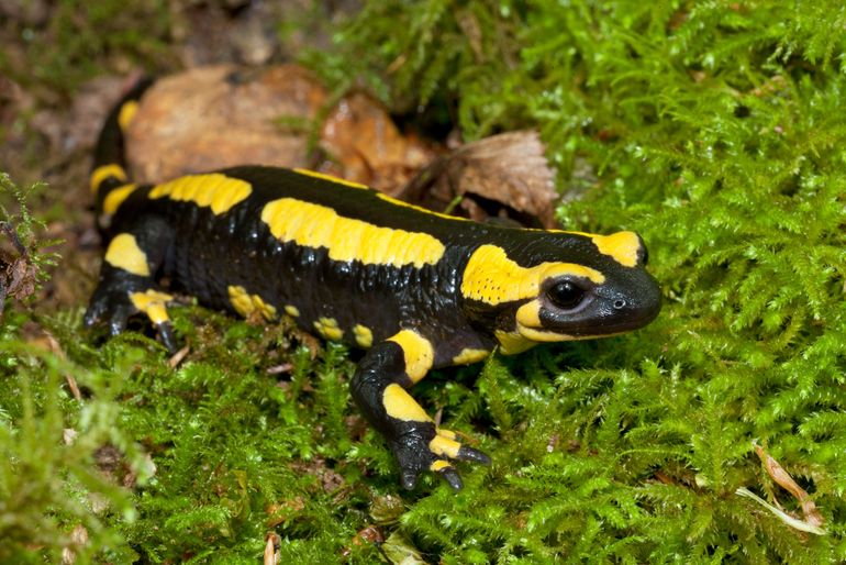 Vuursalamander