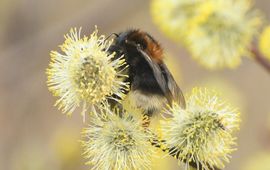 boomhommel koningin op wilg