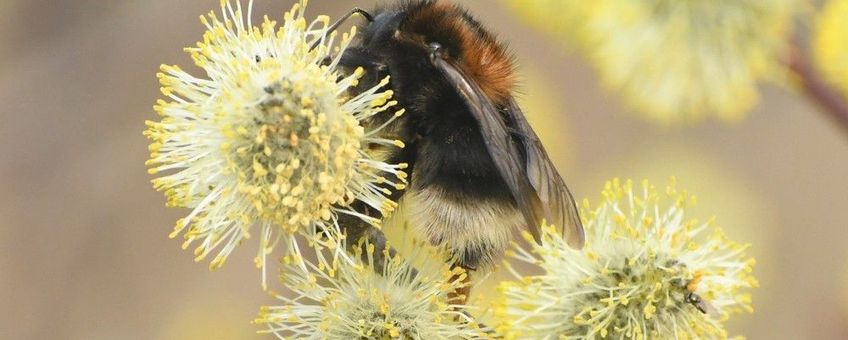 boomhommel koningin op wilg