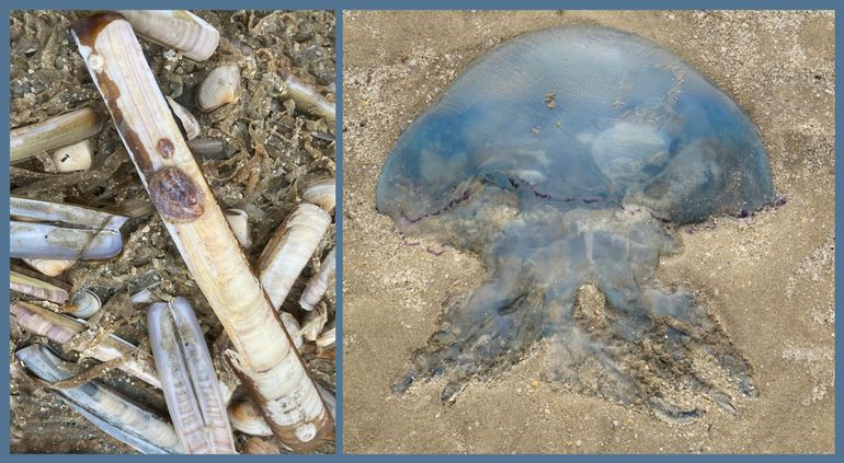 Links: Groot tafelmesheft (Ensis siliqua). Standaard tot circa 20 centimeter groot. Dit exemplaar van Ameland (afgelopen januari) is langer, maar nog geen record. Op de schelp zitten exemplaren van het Muiltje (Crepidula fornicata), een sterk toenemende soort. Rechts: Zeepaddenstoelen worden standaard circa 40 centimeter in doorsnede. In zachte winters sterven sommige dieren niet, maar groeien ze door. In Nederland aangespoelde recordkwallen waren 88 x 76 centimeter (Texel; november-december 2014). Het exemplaar op de foto was wel groot, maar haalde geen recordafmetingen