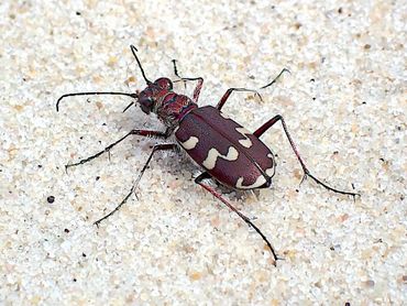 Bij de monitoring werd een populatie van de zeldzame strandzandloopkever (Cicindela maritima) gevonden