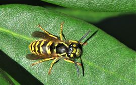 Vespula germanica, Duitse wesp werkster