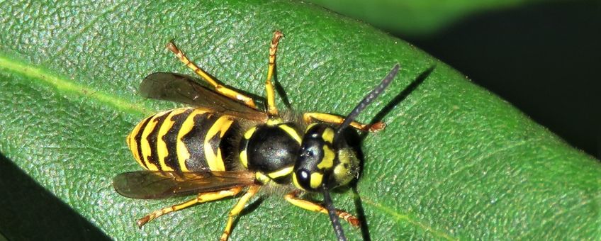 Vespula germanica, Duitse wesp werkster