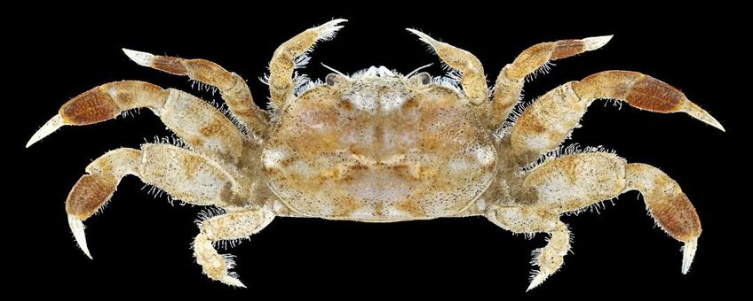 Kokerwormkrabbetje (13 tot 15 millimeter), verzameld tijdens WOT-kustsurvey 2025