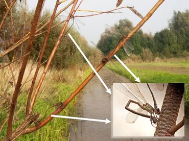 Drie paartjes houtpantserjuffer bezig met afzetten van eitjes. Inzetje: vrouwtje aan het boren