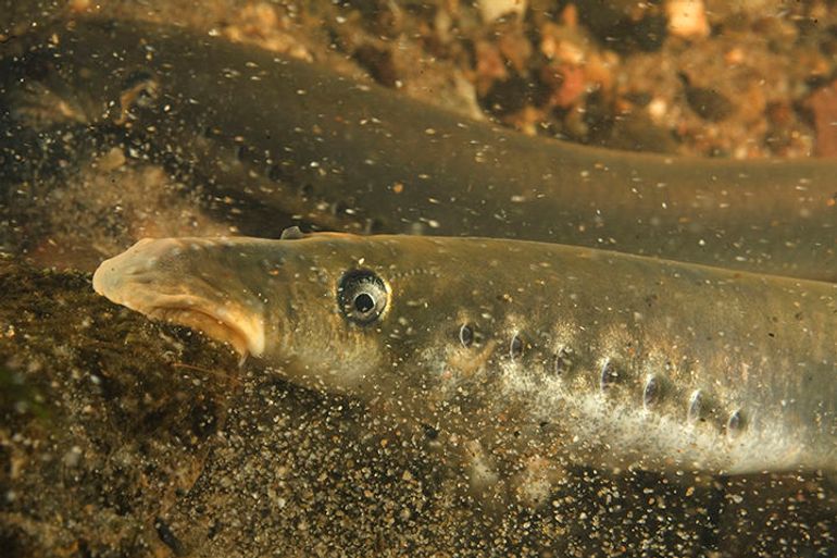 River Lamprey (Lampetra fluviatilis)