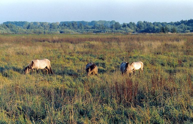 Koniks in duinriet in 't Zand, Rangerwaard-west,1995