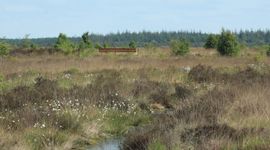 De Nederlandse heide: rijk aan biodiversiteit, maar kwetsbaar en steeds meer onder druk.