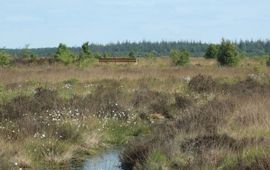 Advocaat van de Aarde De Nederlandse heide: rijk aan biodiversiteit, maar kwetsbaar en steeds meer onder druk.