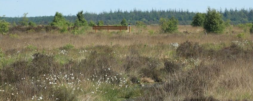 De Nederlandse heide: rijk aan biodiversiteit, maar kwetsbaar en steeds meer onder druk.