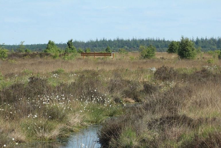 De Nederlandse heide: rijk aan biodiversiteit, maar kwetsbaar en steeds meer onder druk