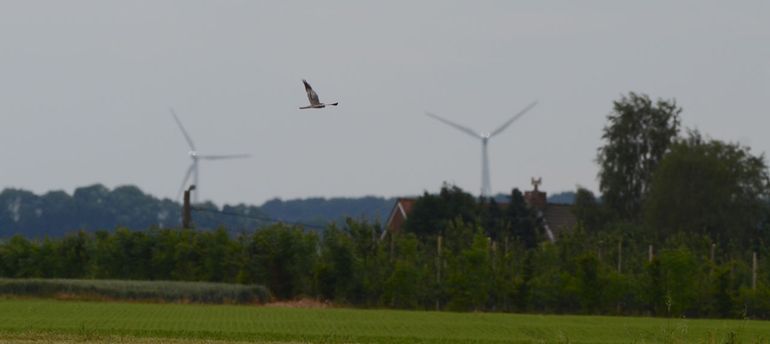 Adult mannetje Grauwe Kiekendief in de oostelijke Leemstreek, ontdekt tijdens Kiek 'n Gors. Dit zou een broedgeval kunnen zijn en wordt opgevolgd