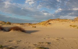 Foto van goed ontwikkelde Grijze duinen gemaakt midden in het duingebied Meijendel ten noorden van Den Haag. Deze foto is gemaakt op 8 december 2016 tijdens een veldbezoek.