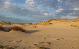 Sander Mücher Foto van goed ontwikkelde Grijze duinen gemaakt midden in het duingebied Meijendel ten noorden van Den Haag. Deze foto is gemaakt op 8 december 2016 tijdens een veldbezoek.