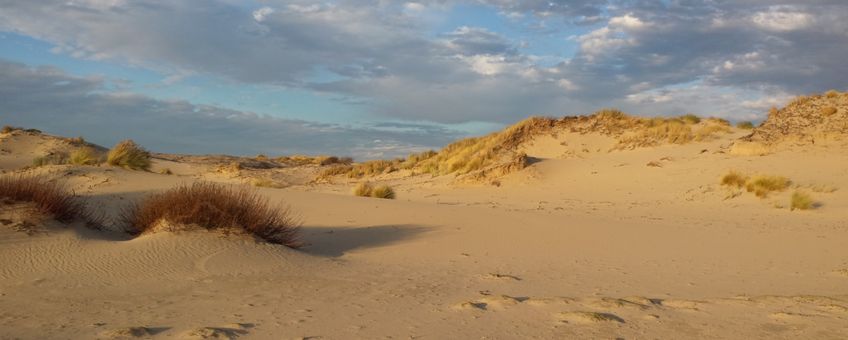 Foto van goed ontwikkelde Grijze duinen gemaakt midden in het duingebied Meijendel ten noorden van Den Haag. Deze foto is gemaakt op 8 december 2016 tijdens een veldbezoek.