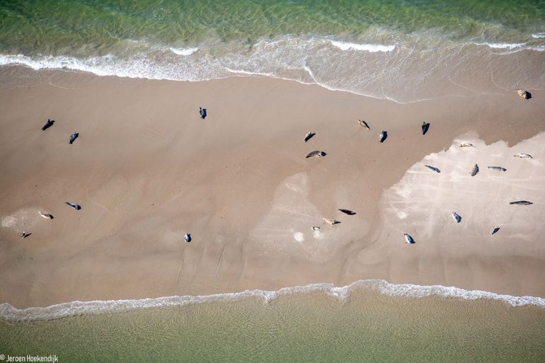 Luchtfoto van grijze en gewone zeehonden in de Waddenzee