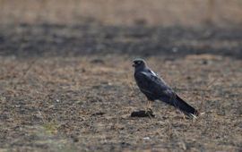 'Blacky', het melanistische mannetje met GPS-logger in Senegal.