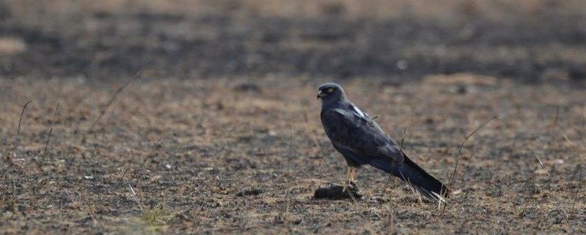 'Blacky', het melanistische mannetje met GPS-logger in Senegal.