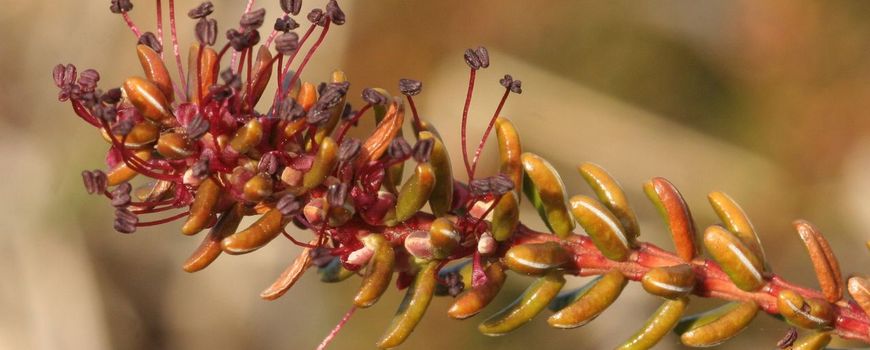 Nature Today |  Kraaihei, distinctly northern in modest bloom