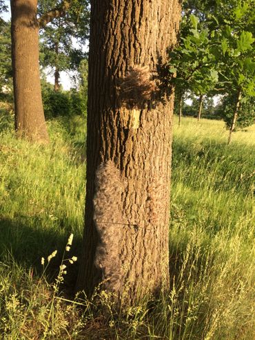 Groot aantal eikenprocessierupsen laag op de stam met op diverse plaatsen veel los hangende vervellingshuidjes met brandharen