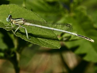 De witte breedscheenjuffer (Platycnemis latipes) komt alleen voor in het zuiden van West-Europa